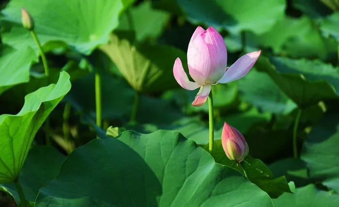 六月荷花