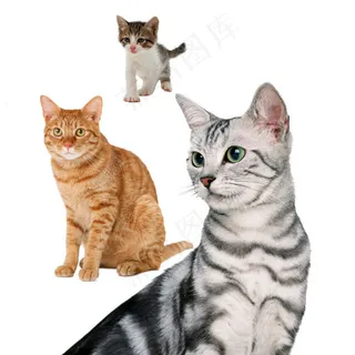 猫动物图片素材PSD分层文件 猫动物图片素材PSD分层文件
