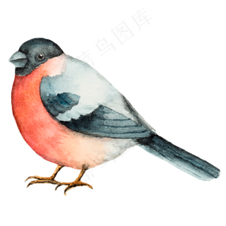 卡通手绘动物鸟PNG素材