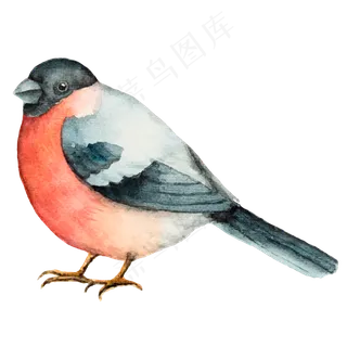 卡通手绘动物鸟PNG素材