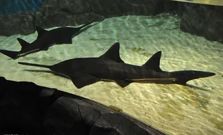 海洋生物深水鲨鱼图片