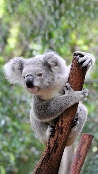 树袋熊动物免扣素材PSD分层