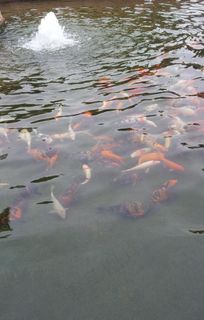 水池里的鱼群图片