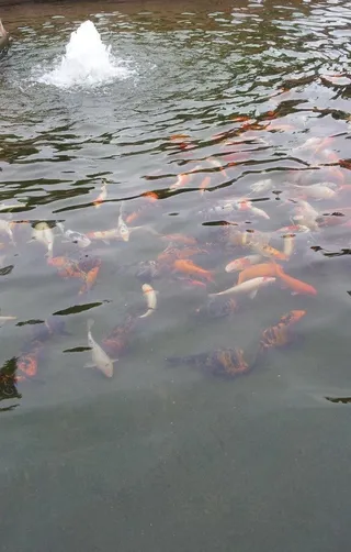 水池里的鱼群图片