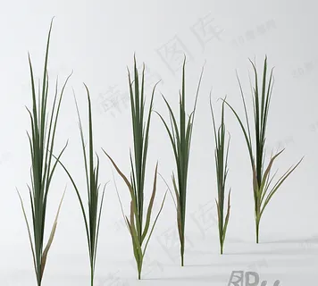 3D草模型 3D草模型