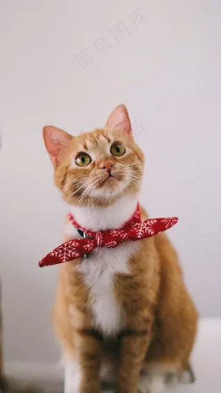 戴着蝴蝶结的猫高清摄影图片
