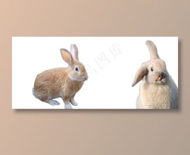 兔子 免抠素材PSD分层