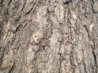 weathered_tree_ba...