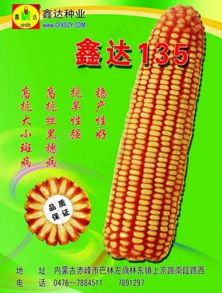 玉米图片
