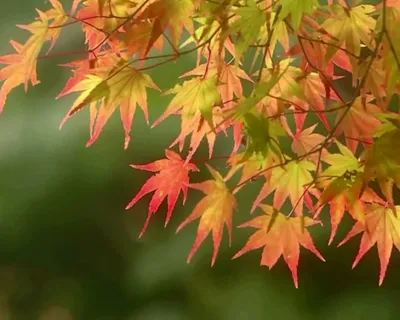 绚丽红叶 绚丽红叶