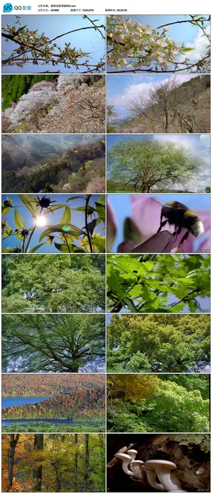 植物花开过程视频素材风景