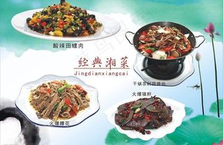 菜图与荷花图片