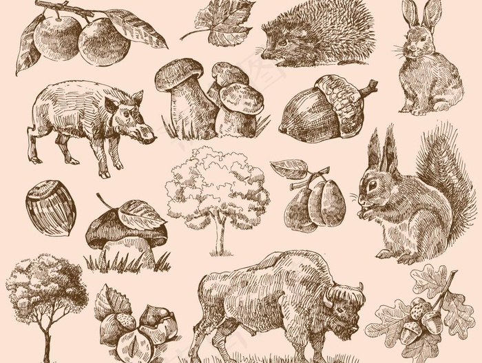 手绘动物植物图片