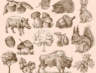 手绘动物植物图片