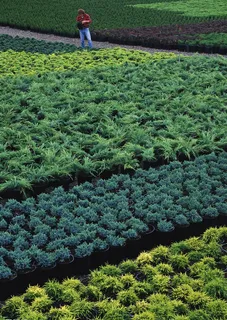 松树苗盆栽二图片