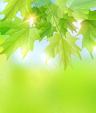 绿色树叶