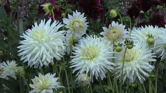 白色和深紫色紫苑2股票的录像 视频...