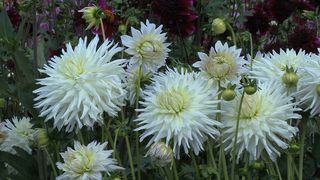 白色和深紫色紫苑2股票的录像 视频...