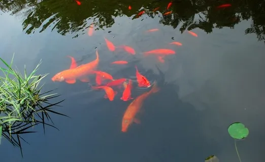 水中鱼图片 水中鱼图片