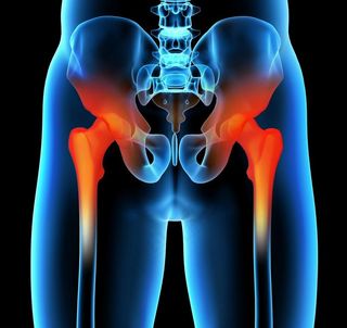 盆腔盆骨肌肉骨骼结构图片