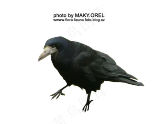 黑色鸽子素材分层免扣大图