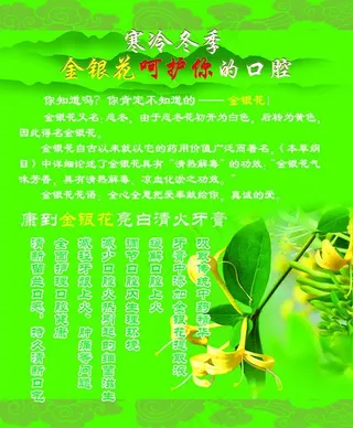 金银花海报
