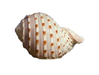 海螺免抠素材PSD分层