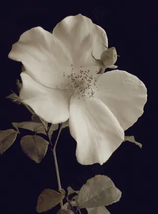 白色月季花图片