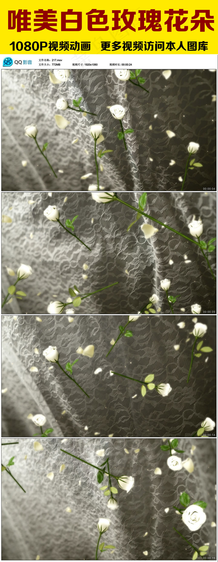唯美白色玫瑰花朵高清视频素材