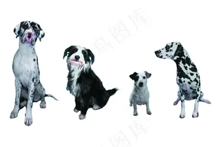 狗狗 免抠素材PSD分层