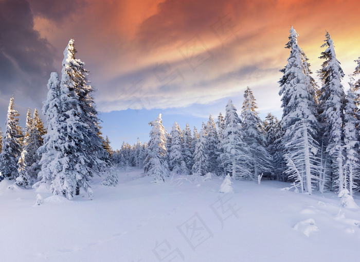 美丽树林雪景背景