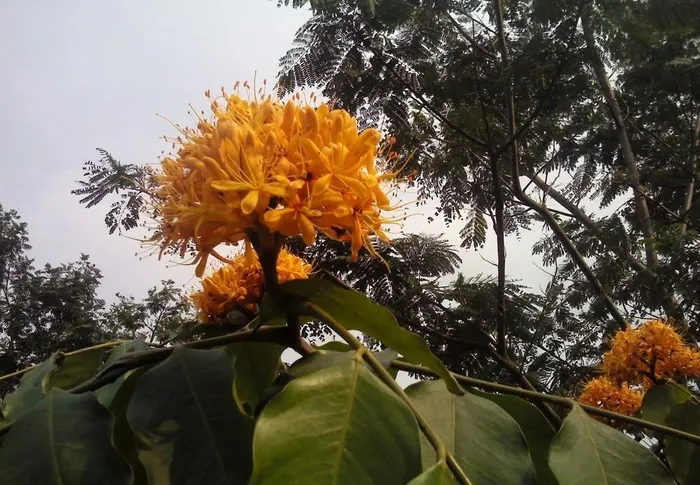 深圳仙湖植物园 深圳仙湖植物园