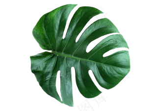 绿色春天植物叶子PNG素材合集2