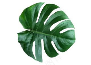 绿色春天植物叶子PNG素材合集2