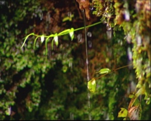 植物生长