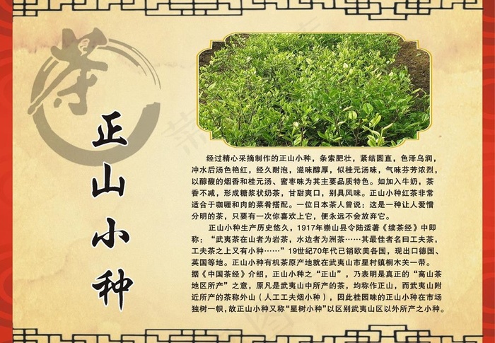 茶叶简介正山小种图片cdr矢量模版下载
