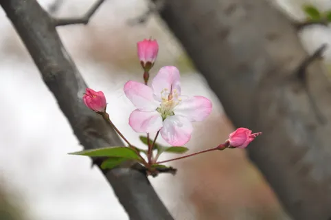 垂丝海棠图片 垂丝海棠图片