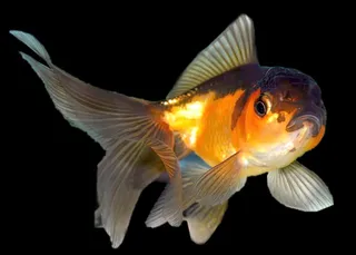 金鱼免抠素材PSD分层