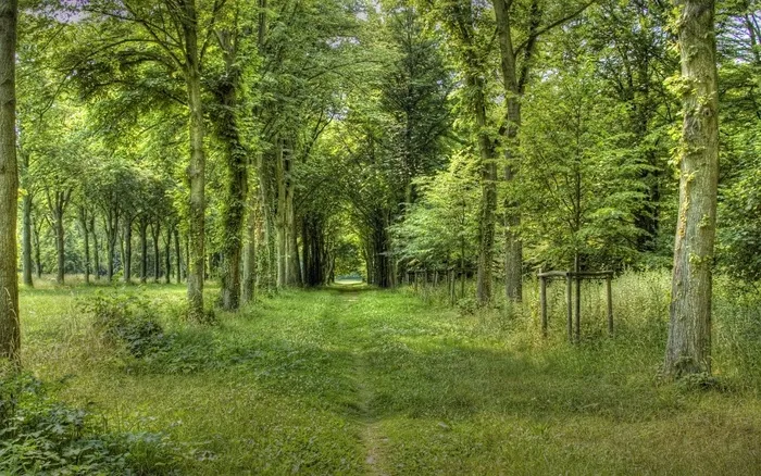 森林 树木 草地 风景