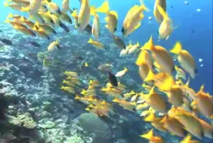 生物世界