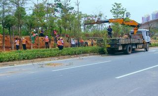 交通建设 道路绿化
