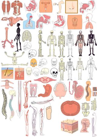 人类的身体器官的矢量结构元素