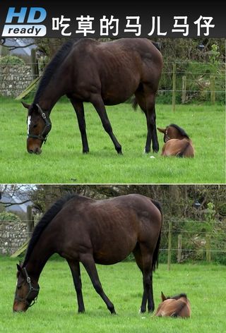 动物实拍吃草的马儿视频素材