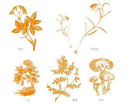 中药黄芪当归川贝37灵芝向量cdr矢量模版下载