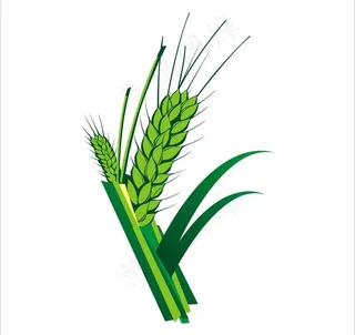 矢量小麦