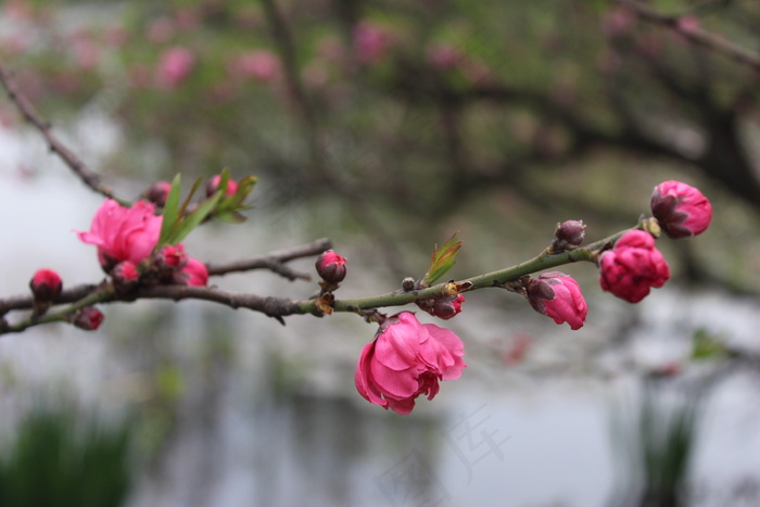 桃花图片