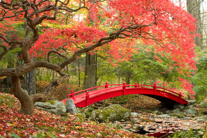 秋天枫树拱桥风景