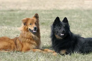 两只趴在草地上狗图片