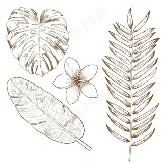 手绘植物叶子