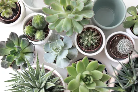 简约小清新文艺风插花静物摆拍背景